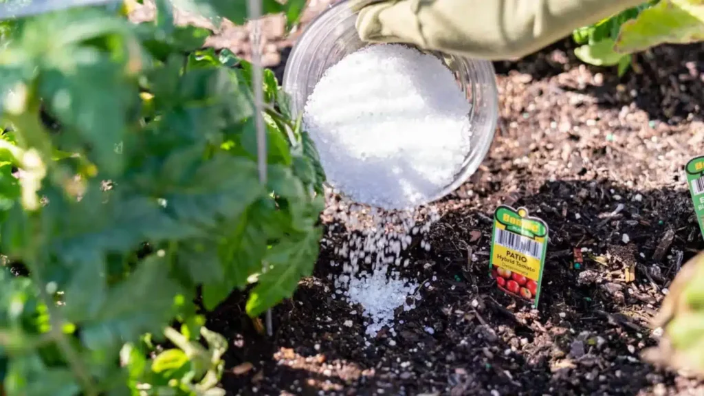 Boosting Plant Growth by using Epsom Salt