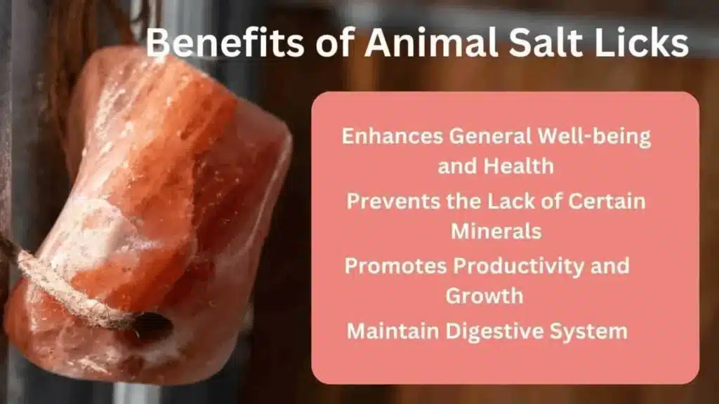 Benefits of Animal Salt Lick