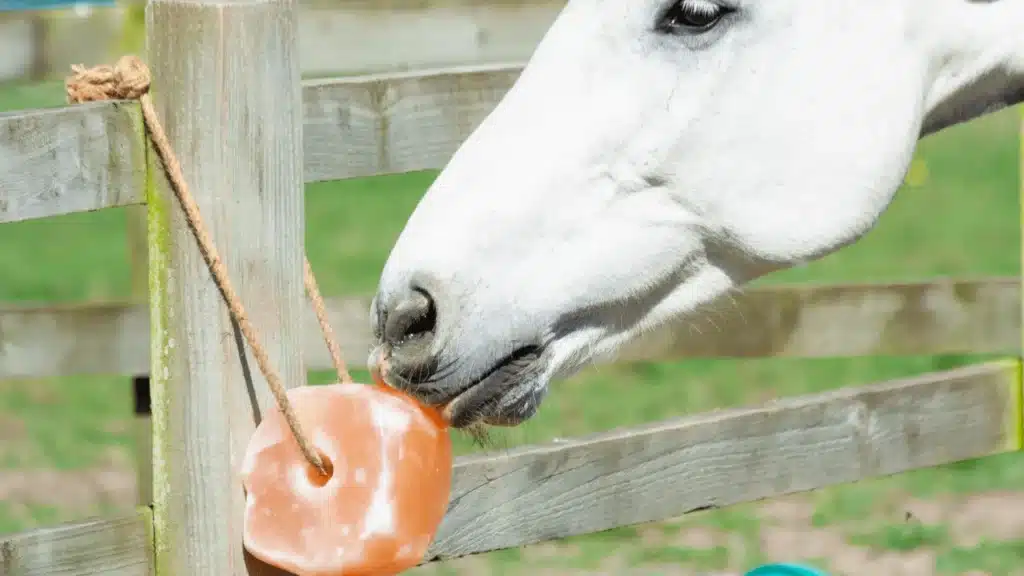 Benefits of Animal Salt Lick