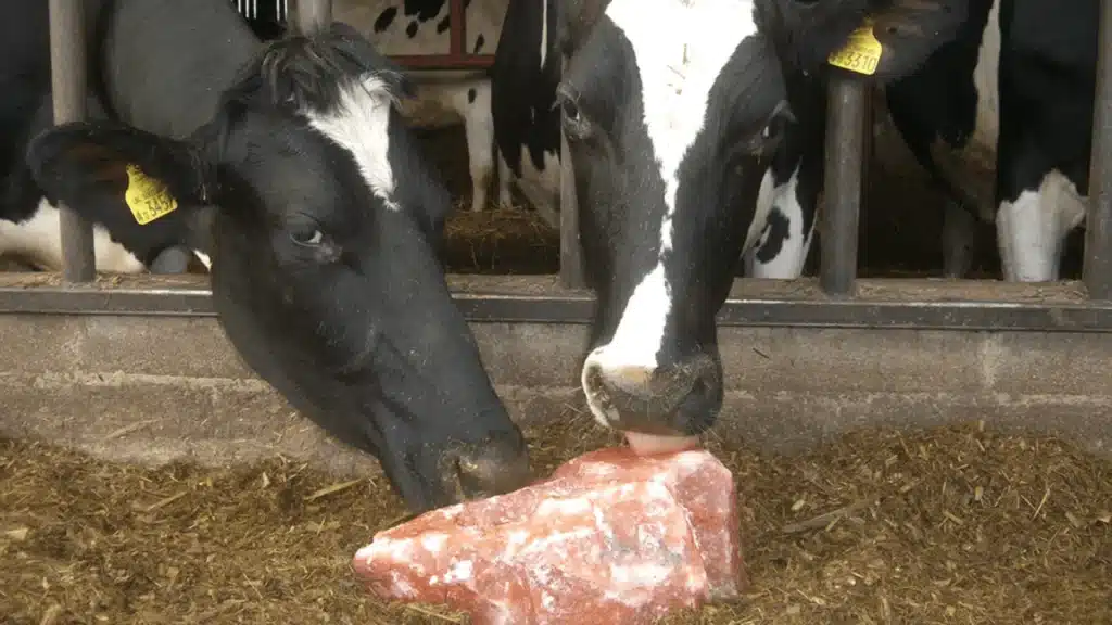 Salt Lick For Cows