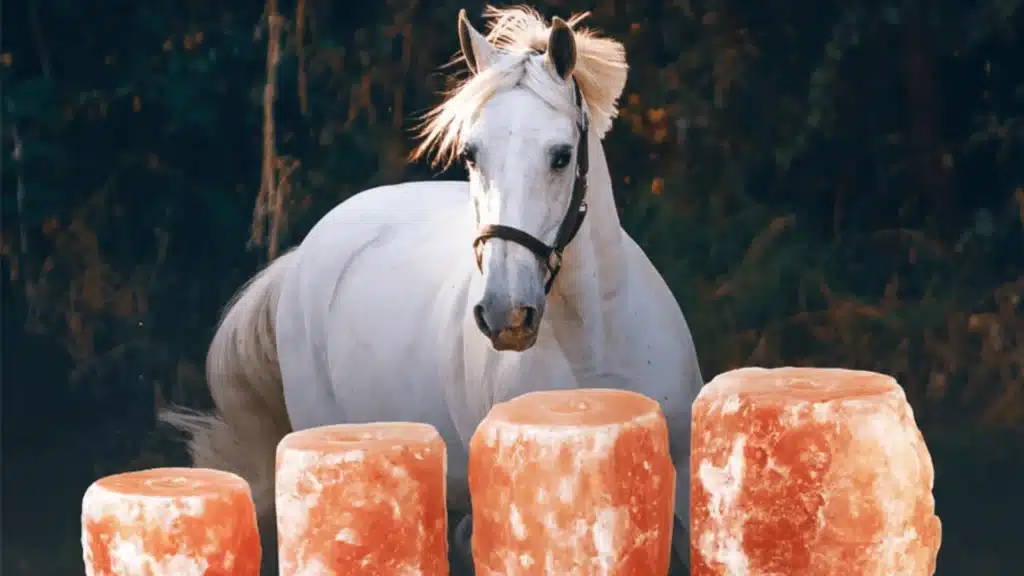 Salt Lick for Horses